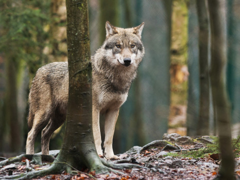 La Finlande va réautoriser la chasse au loup en 2026