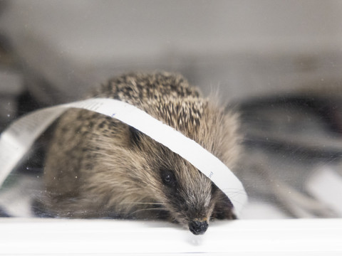 Le hérisson est l'animal de l'année 2026