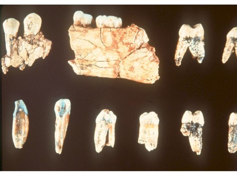 Des fossiles vieux de 773'000 ans éclairent nos origines africaines
