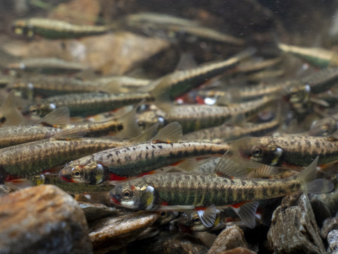 Le discret vairon élu poisson de l'année 2026