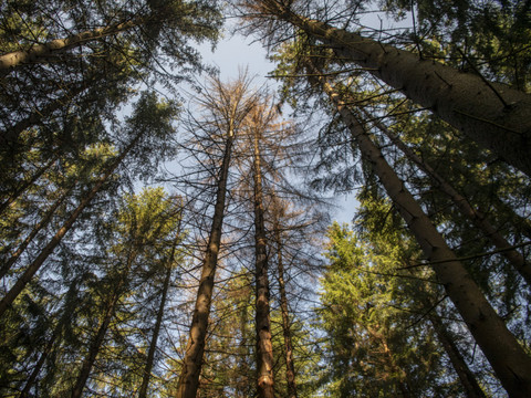 Des drones pour détecter le stress hydrique des forêts suisses