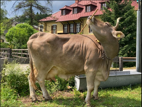 Portrait de Veronika une vache qui utilise un balai pour se gratter