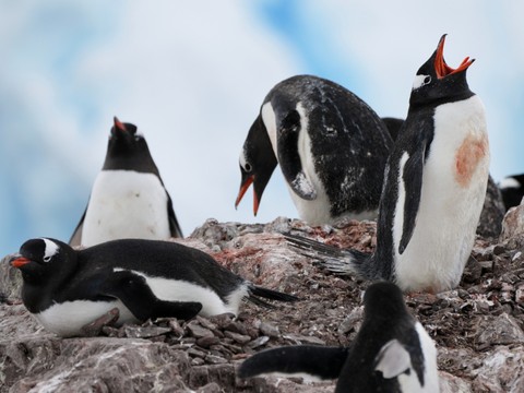 En Antarctique, les manchots avancent leur période de reproduction