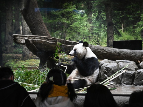 A Tokyo, des admirateurs font leurs adieux aux deux pandas
