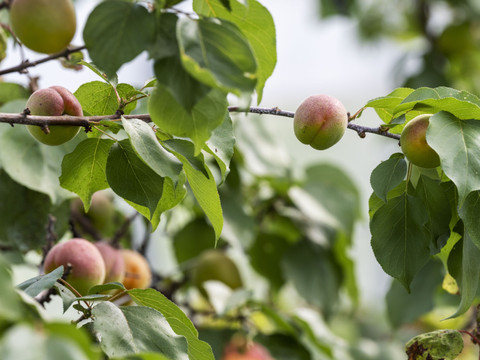 Présence élevée de résidus de pesticides sur des fruits en 2024
