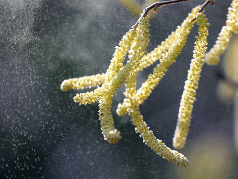 La saison des pollens va bientôt démarrer en Suisse