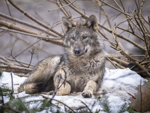 Les autorités suisses ont fait abattre 89 loups en 2025-2026