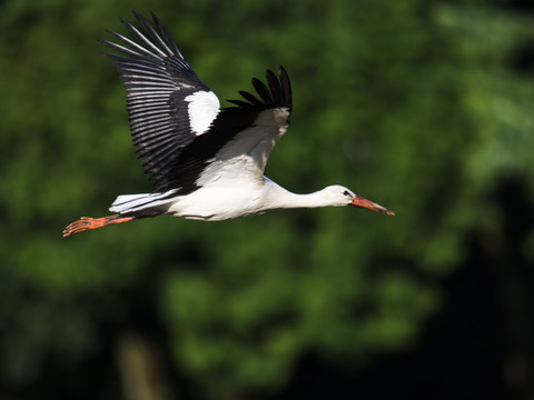 La cigogne 