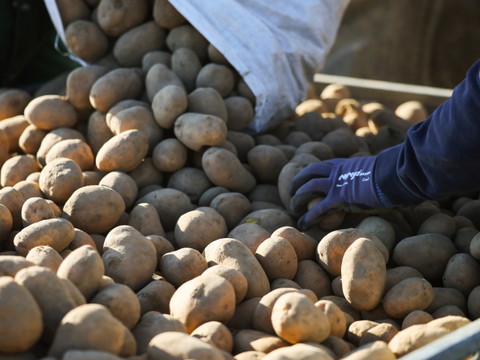 La pomme de terre, en crise de croissance à l'échelle européenne