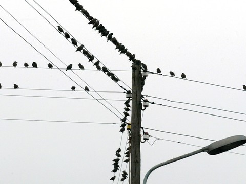 Le bruit affecte fortement les oiseaux et leur reproduction