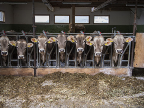 Le Conseil fédéral fixe les axes de la politique agricole 2030+