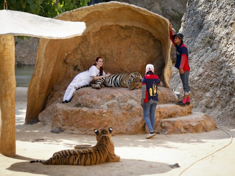 Thaïlande: 72 tigres tués par un virus dans un parc animalier