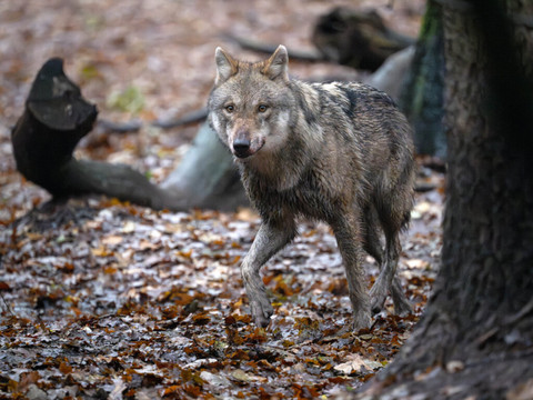 Un loup migrateur traverse le lac des Quatre-Cantons à la nage