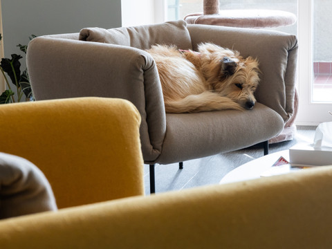 L'EPFL montre l'impact des chiens sur l'air d'un foyer