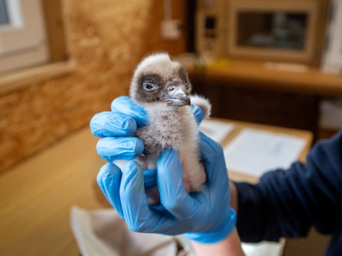 Eclosion artificielle d'oeufs de gypaètes barbus à Goldau (SZ)