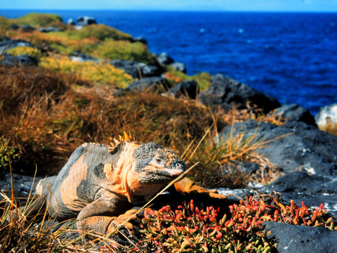 Equateur: l'exploitation minière aux Galapagos autorisée