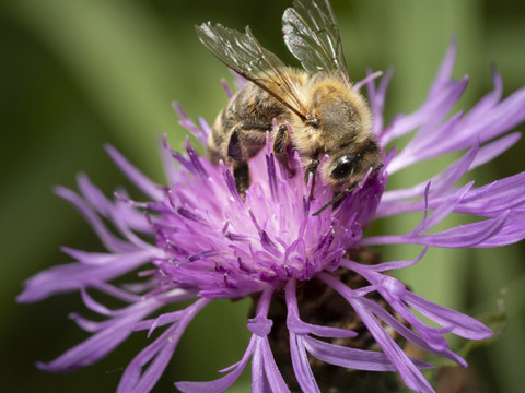 Inscrire la protection des pollinisateurs dans la Constitution