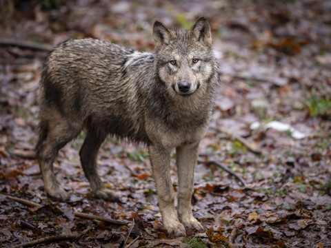 Loups: nombre d'attaques et de victimes en baisse