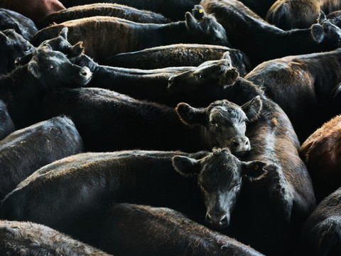 La viande étrangère doit être mieux réglementée