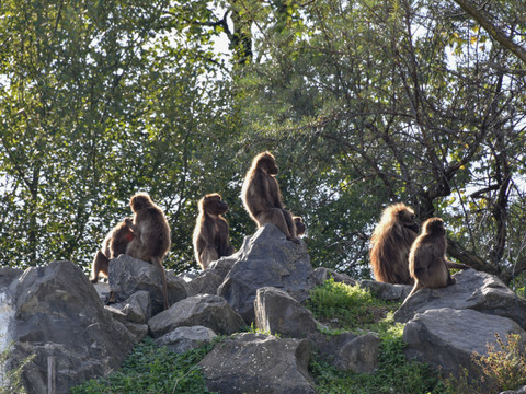 Le zoo de Zurich euthanasie dix singes Géladas en surnombre