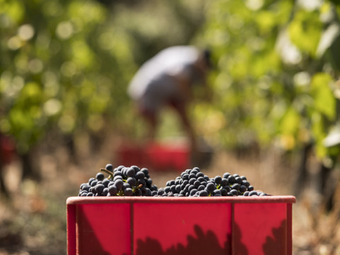 Valais: mesures validées en faveur de la viticulture cantonale