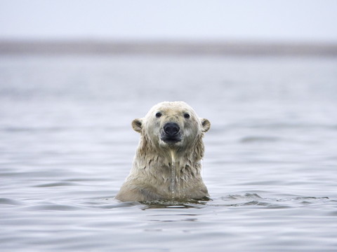 La banquise de l'Arctique à l'un des niveaux les plus bas mesurés