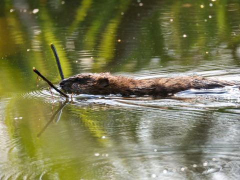 Le castor, un allié précieux pour la biodiversité, selon une étude
