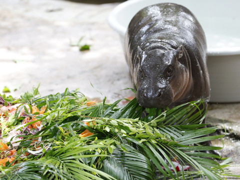 Thaïlande: un homme dans l'enclos d'une hippopotame star