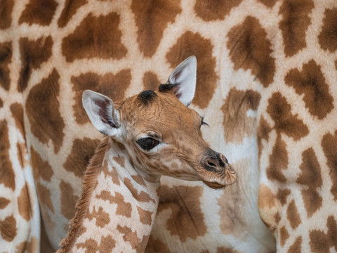 Naissance d'une petite girafe du Kordofan au zoo de Bâle