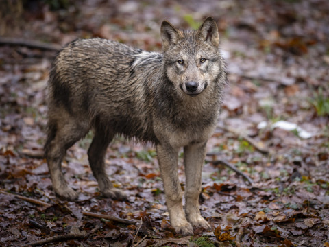 Le Conseil des Etats veut élargir encore davantage le tir du loup