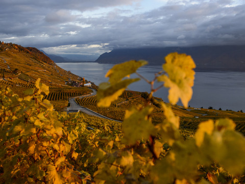 Vaud: moratoire de trois ans pour la plantation de nouvelles vignes