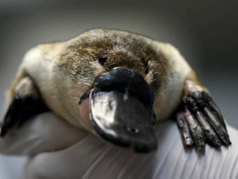 L'ornithorynque a des réservoirs de mélanine d'oiseaux