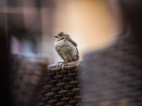 Les moineaux, des oiseaux proches des humains mais en déclin
