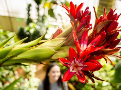 Une Doryanthes palmeri en fleur au Jardin botanique de Genève