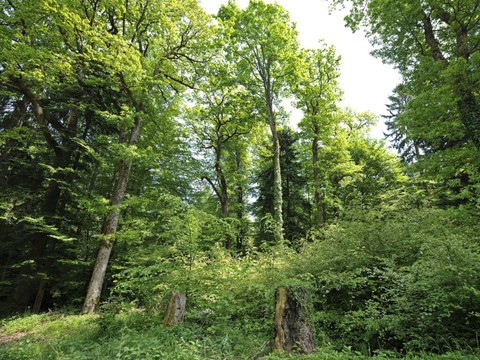 Protégée depuis 150 ans, la forêt reste toutefois sous pression
