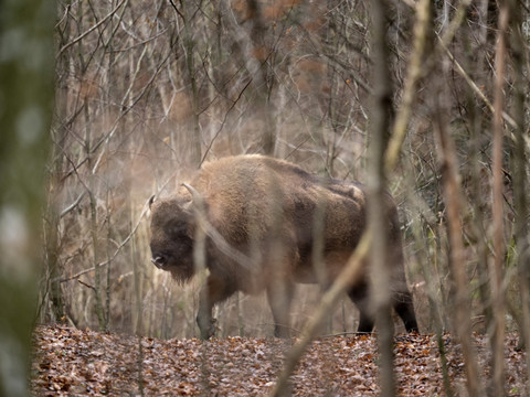 Trois bisons percutés par un train en Pologne