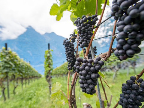 Le pinot noir actuel était déjà cultivé en France au Moyen-Age