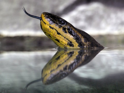 Italie: saisie d'anacondas, de pythons et de boas