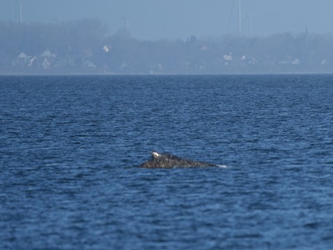 La baleine échouée sur la côte allemande a pu regagner la mer