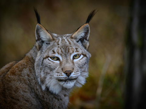 Une Alsacienne jugée pour avoir tué un lynx pour sa poule