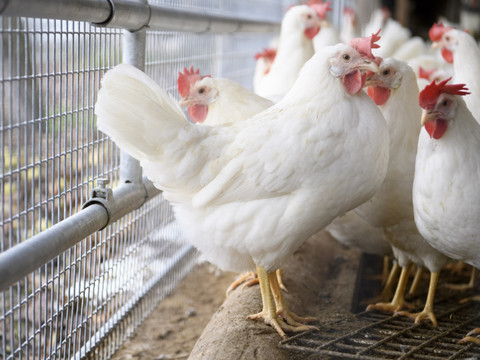 Les mesures contre la grippe aviaire levées dès le 1er avril