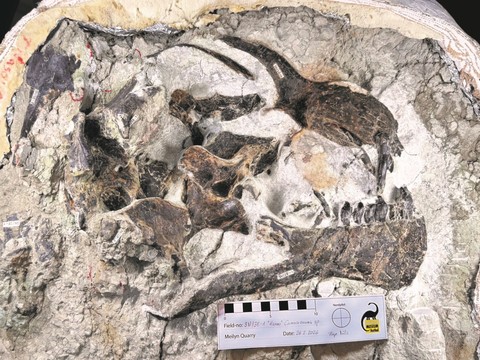 Une équipe suisse découvre un rare crâne de jeune dinosaure