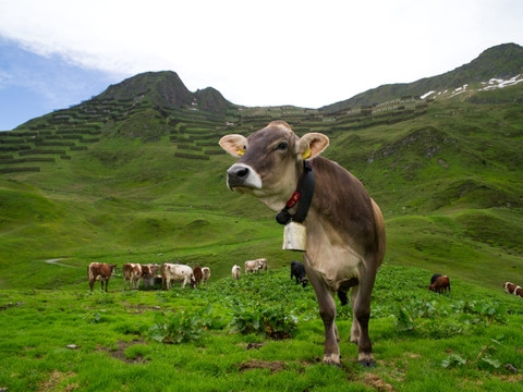 La Suisse veut inscrire l'alimentation alpine à l'UNESCO