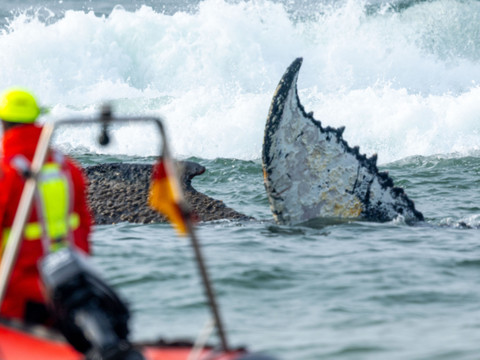 Allemagne: la baleine de nouveau coincée sur la côte baltique