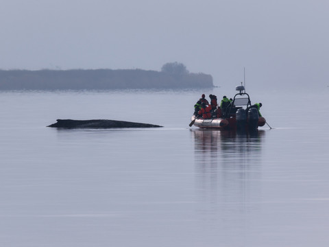 Berlin cesse d'essayer de sauver la baleine échouée en mer Baltique