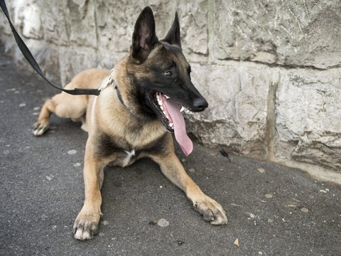 Brésil: saisie record de cannabis grâce à un chien renifleur