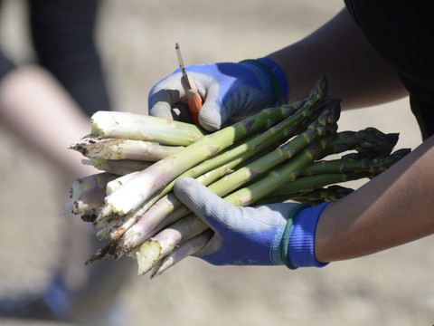 La saison des récoltes d'asperges suisses a commencé