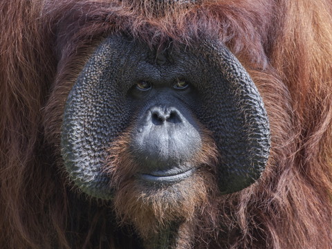 Madrid: naissance d'un orang-outan de Bornéo