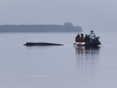Allemagne: le sauvetage de la baleine entre dans une phase décisive