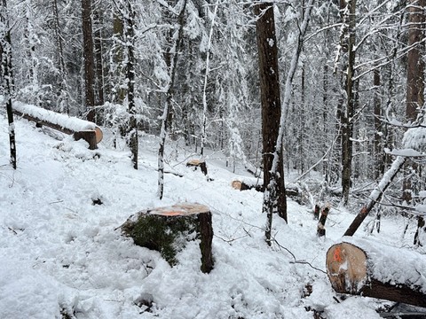 Des jeunes abattent illégalement des arbres dans une forêt grisonne
